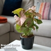 Syngonium podophyllum 
