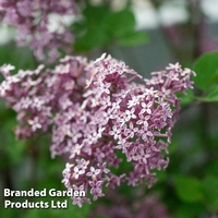 Syringa meyeri 