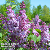 Syringa 