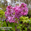 Syringa 