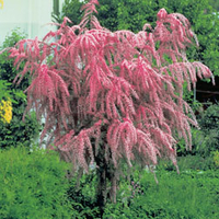Tamarix tetrandra - 1 bare root tamarix plant