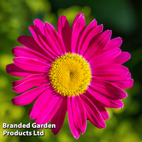 Tanacetum coccineum 