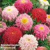 Tanacetum coccineum 