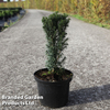 Taxus baccata 