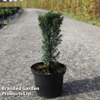 Taxus baccata 