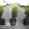 Taxus baccata 