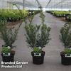 Taxus media 