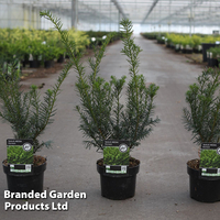 Taxus media 