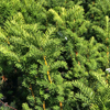 Taxus x media 