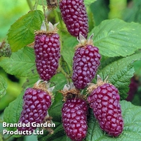 Tayberry 