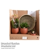 Terracotta Phalaenopsis Arrangement