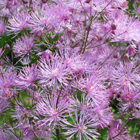 Thalictrum 
