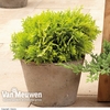Thuja occidentalis 