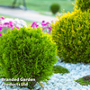 Thuja occidentalis 