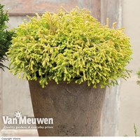 Thuja occidentalis 
