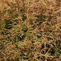 Thuja occidentalis 
