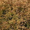 Thuja occidentalis 