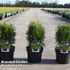 Thuja occidentalis 