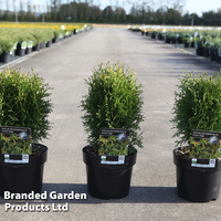 Thuja occidentalis 