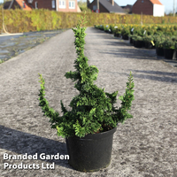 Thuja occidentalis 
