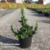 Thuja occidentalis 