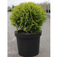 Thuja occidentalis 