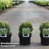 Thuja occidentalis 