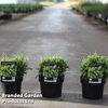 Thuja occidentalis 