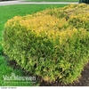 Thuja occidentalis 