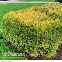 Thuja occidentalis 