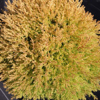 Thuja occidentalis 