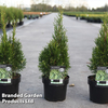 Thuja occidentalis 