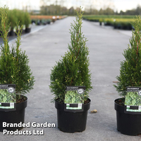 Thuja occidentalis 