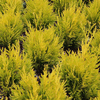 Thuja plicata 