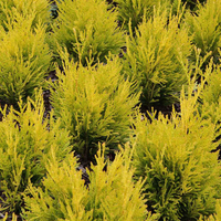 Thuja plicata 