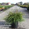 Thuja plicata 