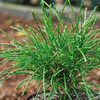 Thuja plicata 
