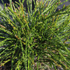 Thuja plicata 