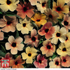 Thunbergia alata 