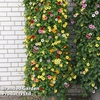 Thunbergia alata 