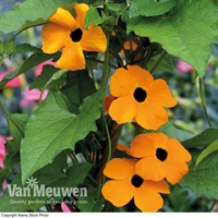 Thunbergia alata 