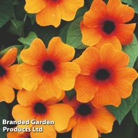 Thunbergia 