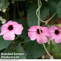Thunbergia 