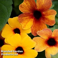Thunbergia 
