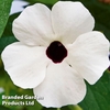 Thunbergia 