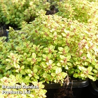 Thyme 