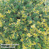 Thyme 