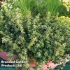 Thyme 