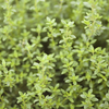 Thyme 
