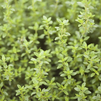 Thyme 